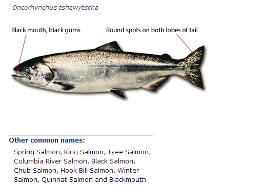 Chinook Salmon