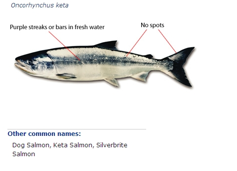 Chum Salmon