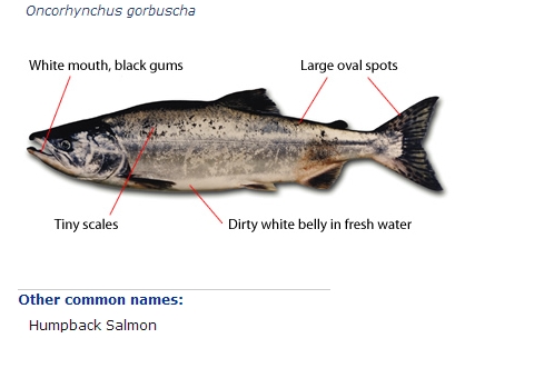 Pink Salmon