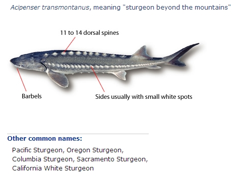 white sturgeon